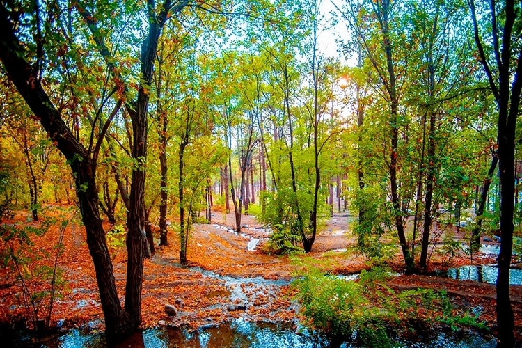 عکس بوستان چیتگر