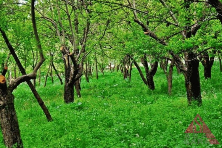 عکس روستای عنبران مشهد