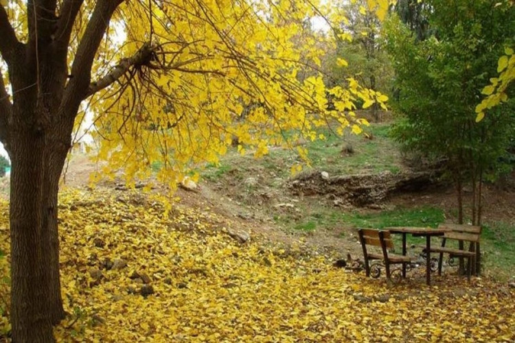 عکس پارک جنگلی سرخه حصار